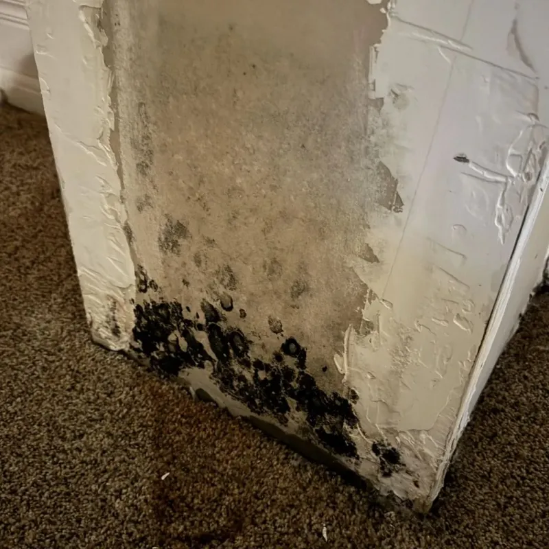 Professional Mold Removal in Temple, GA